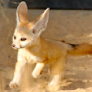 Meet your Posher, Eve